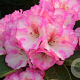 Rhododendron (W) 'Romika' 50-60 cm 10L