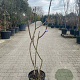 Rhus typhina 100-150 cm 18L meerstammig