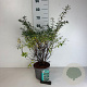 Spiraea nipp. 'Snowmound' 40-50 cm 35L