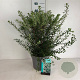 Spiraea nipp. 'Snowmound' 60-80 cm 10L