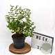 Symphoricarpos Symphony Rock 40-60 cm 3,0L