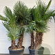 Trachycarpus fortunei 3 stammig cont. 90L meerstammig