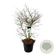 Viburnum plic. Kilimandjaro 150-175 cm cont. 55L extra