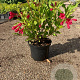 Weigela 'Red Prince' 30-40 cm 2,0L
