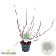 Cornus alba 'Elegantissima' 40-60 cm 3,0L