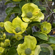 Cornus capitata 'Mountain Moon' 300-350 cm cont. 150L meerstammig