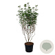 Cornus k. 'Milky Way' 200-250 cm cont. 90L extra
