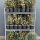 Elaeagnus ebb. 'Compacta' 40-60 cm 3,0L