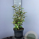 Elaeagnus ebb. 'Compacta' 80-100 cm 5,0L