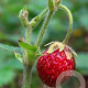 Fragaria moschata 'Schöne Wienerin' GM P9