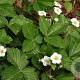 Fragaria vesca vesca GM P9