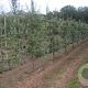 Malus d. 'Elstar' 20-30HA cont. 130L lage lei  5 etages karakter