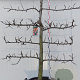 Malus d. 'Elstar' 20-30HA cont. 130L lage lei  5 etages karakter