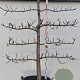 Malus d. 'Rode Boskoop' 20-30HA cont. 130L lage lei  5 etages karakter