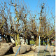 Pyrus c. 'Conference' 50-55HA, 50-55HA cont. 285L lage lei  5 etages 200-220b 250h