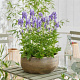 Aconitum camm. 'Bicolor' GM P9