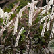Actaea simp. 'Brunette' GM P9