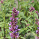 Agastache 'Ayala' GM P9