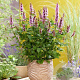Agastache Beelicious Pink GM P9