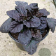 Ajuga reptans Black Scallop GM P9