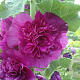 Alcea r. 'Chaters Purple' GM P9