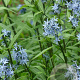 Amsonia 'Hexan' GM P9
