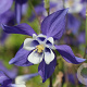 Aquilegia c. 'Himmelblau' GM P9