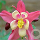 Aquilegia 'S. Magic Rose and White' GM P9