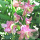 Aquilegia v. 'Heidi' GM P9