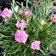 Armeria jun. 'Sugar Baby' GM P9