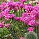 Armeria m. 'Varretu' GM P9