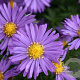 Aster (D) 'Blaue Lagune' GM P9
