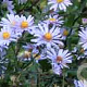 Aster laevis 'Calliope' GM P9