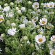 Aster n.-a. 'Herbstschnee' GM P9