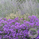 Aster n.-a. 'Purple Dome' GM P9