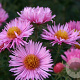Aster n.-a. 'Rosa Sieger' GM P9