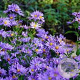 Aster n.-b. 'Blaue Nachhut' GM P9