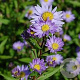 Aster n.-b. 'Dauerblau' GM P9