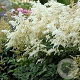 Astilbe Ivory Pearls GM P9