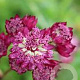 Astrantia m. Magical Diamonds Red GM P9