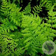Athyrium f.-f. 'Rotstiel' GM P9