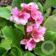 Bergenia cordifolia 'Herbstblüte' GM P9