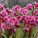 Bergenia 'Flirt' GM P9