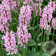 Stachys 'Summer Crush' GM P9