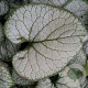 Brunnera macr. 'Silver Heart' GM P9