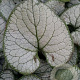 Brunnera macr. 'Silver Heart' GM P9