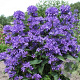 Campanula glom. 'Freya' GM P9