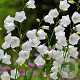 Campanula pers. 'Takion White' GM P9