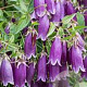 Campanula punc. 'Rubra' GM P9
