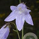 Campanula sarmatica 'Hemelstraling' GM P9